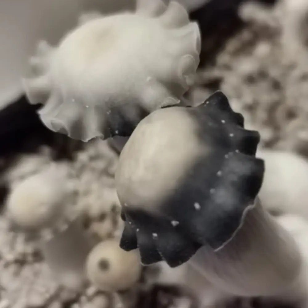 TAT Black Cap Mushroom. Mycotopia