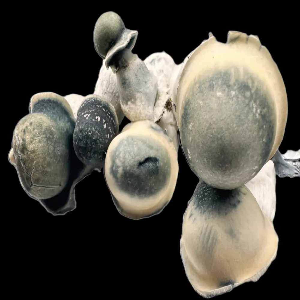 TAT Black Cap Mushroom. Mycotopia