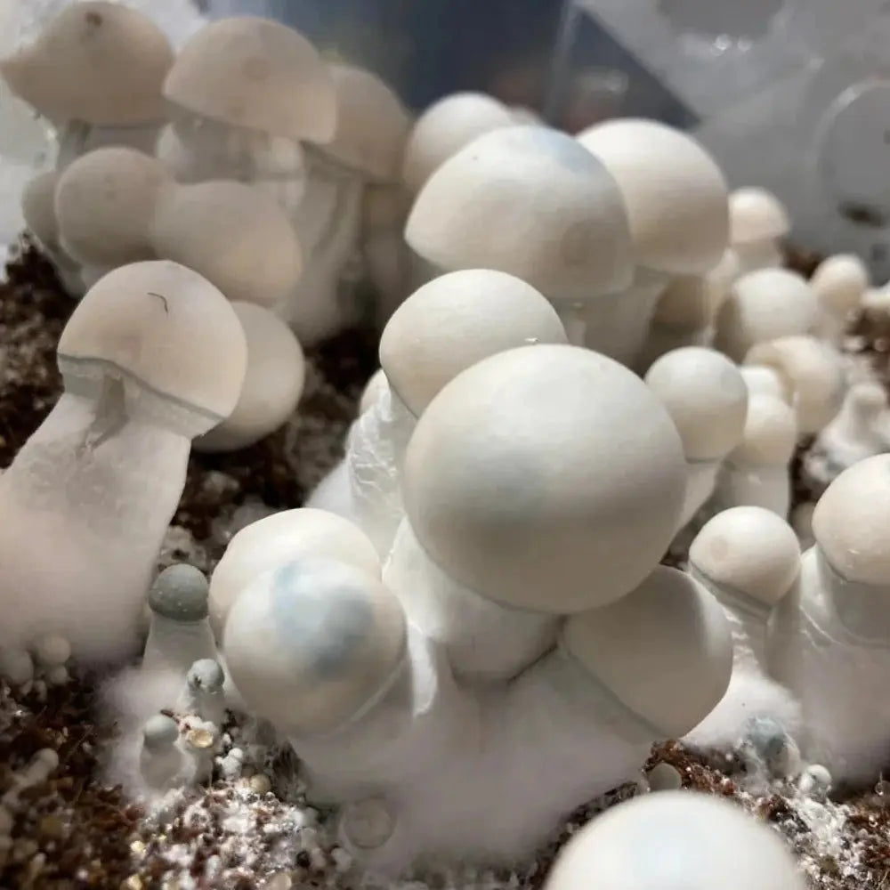 TAT Smurf Mushroom. Mycotopia