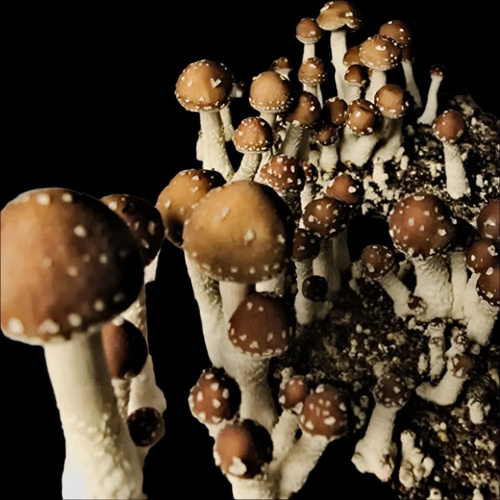 Taman Negara Mushroom. Mycotopia