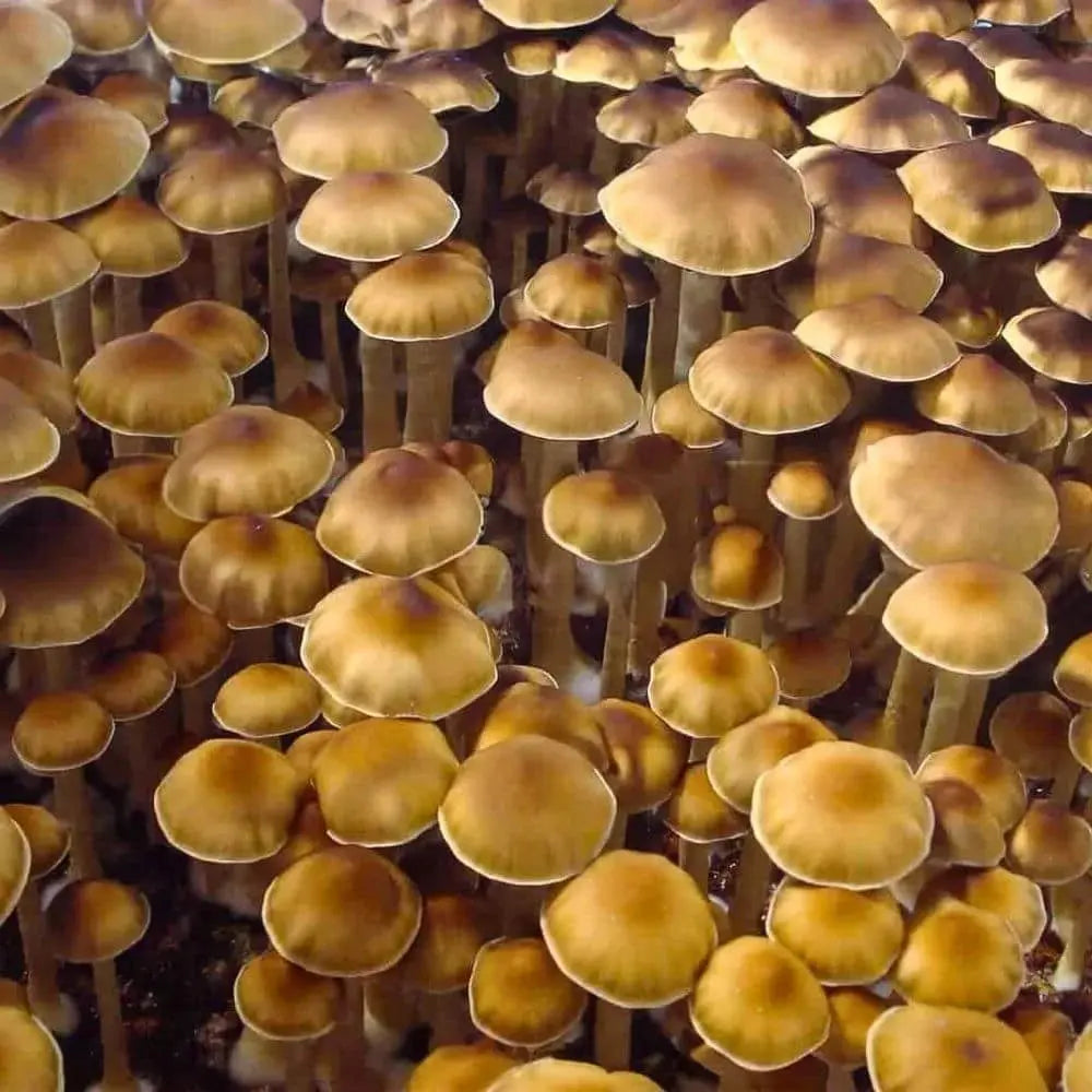 Namaste Mushroom. Mycotopia
