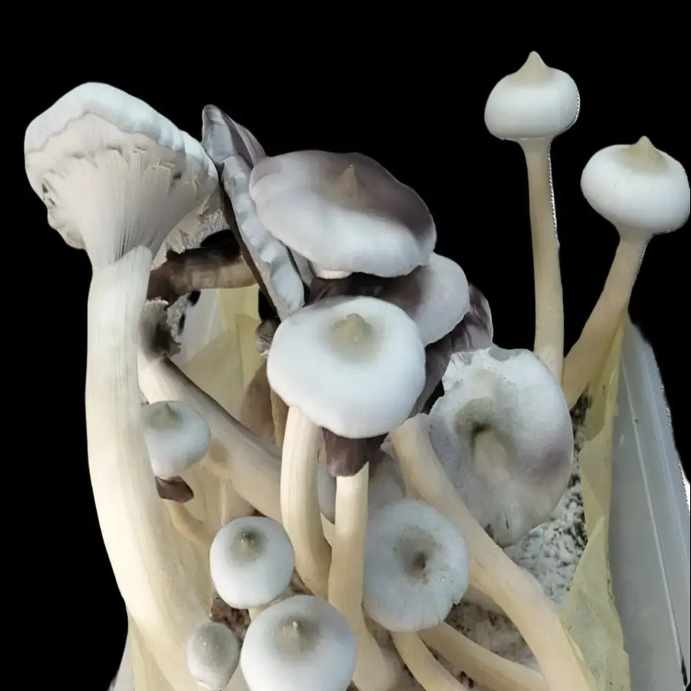 Great White Monster Mushroom Mycotopia
