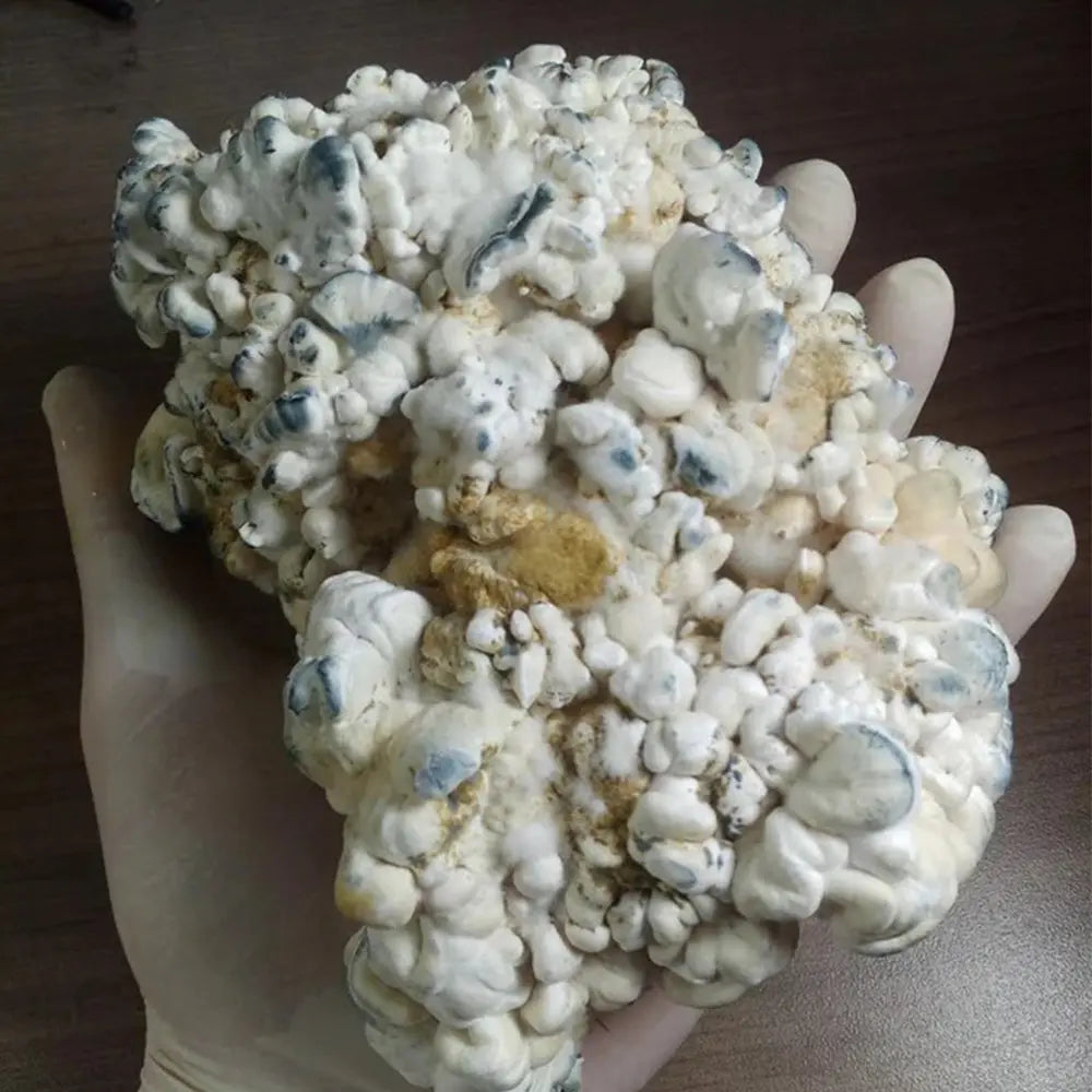 Pneuma Mushroom. Mycotopia