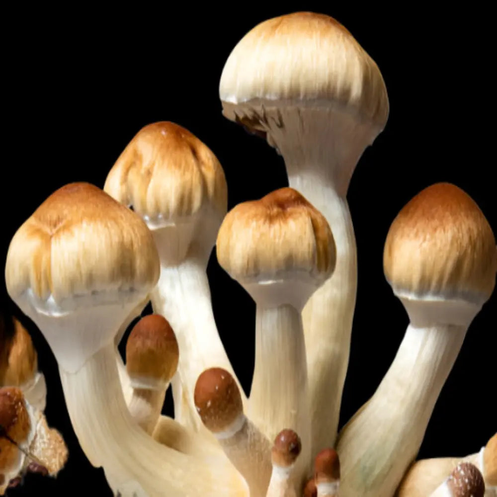 Golden Halo Mushroom Mycotopia