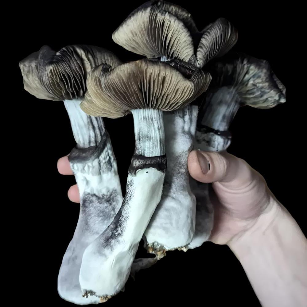 Saint Nick Mushroom. Mycotopia