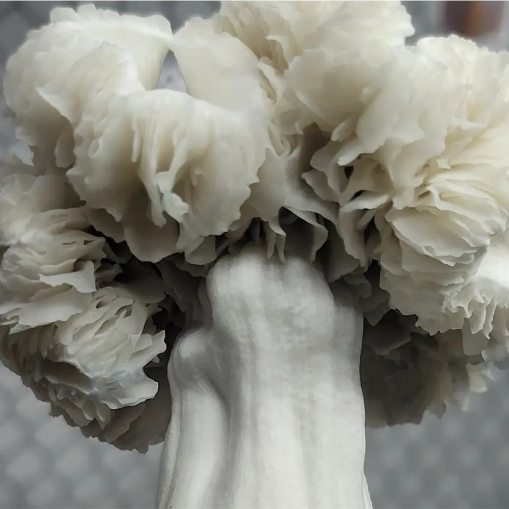 Maria Sabina Mushroom Mycotopia