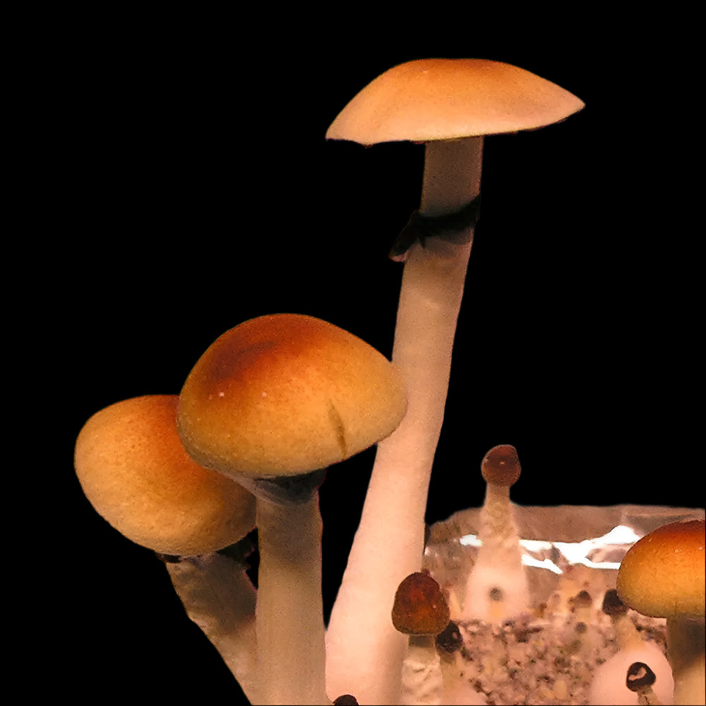 Ban Huan Thanon Mushroom Mycotopia
