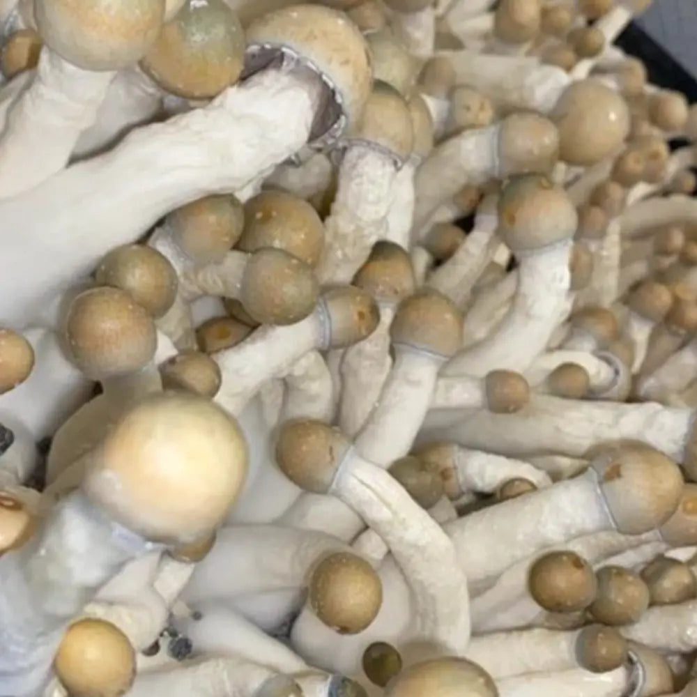 Melmak Thrasher Mushroom Mycotopia