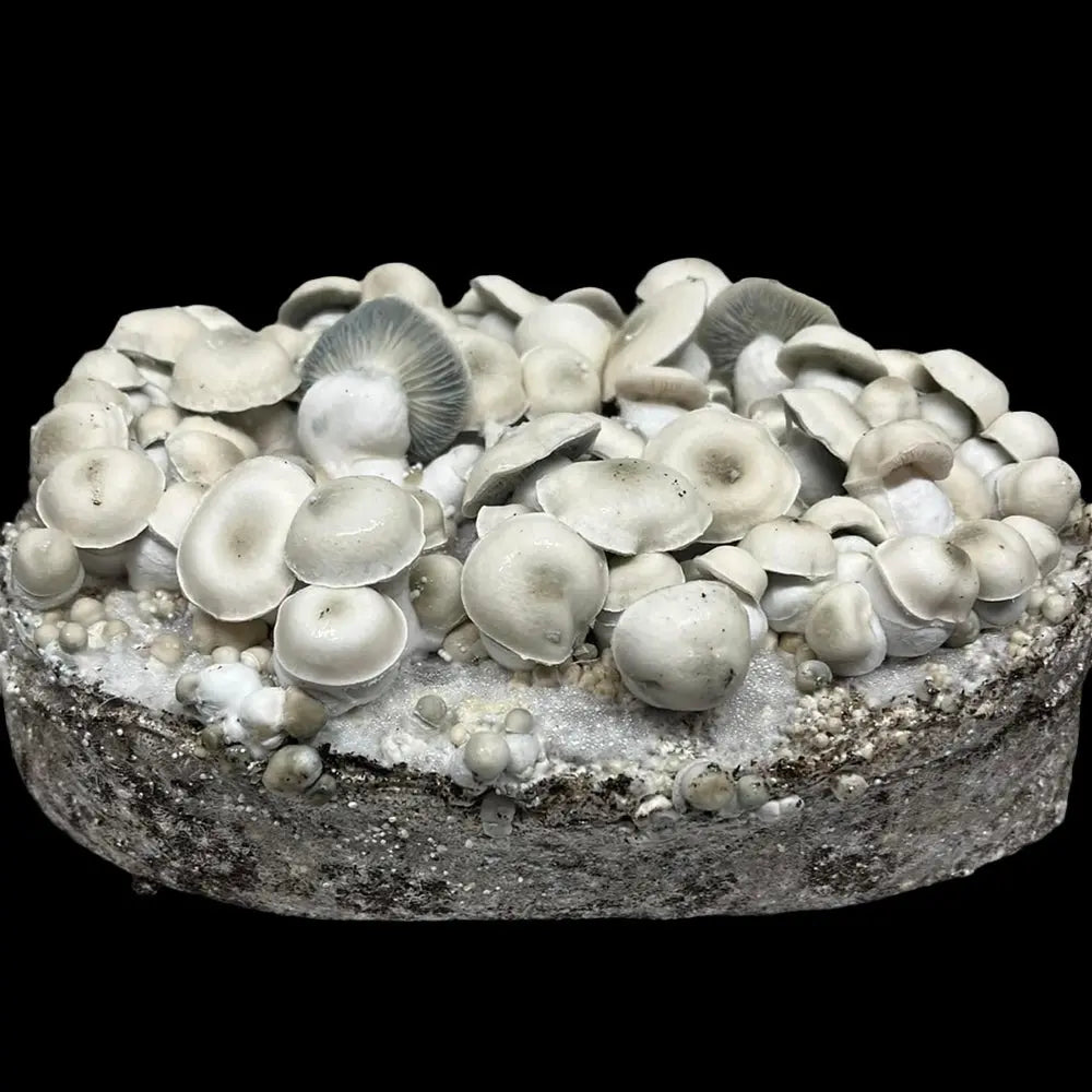 Haole Gill Monsta Mushroom. Mycotopia