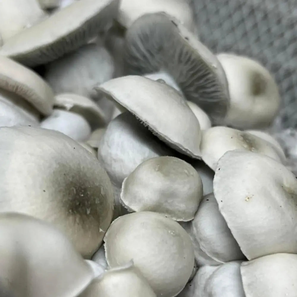 Haole Gill Monsta Mushroom. Mycotopia