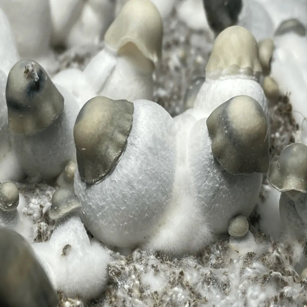 Yeti Black Cap Mushroom. Mycotopia
