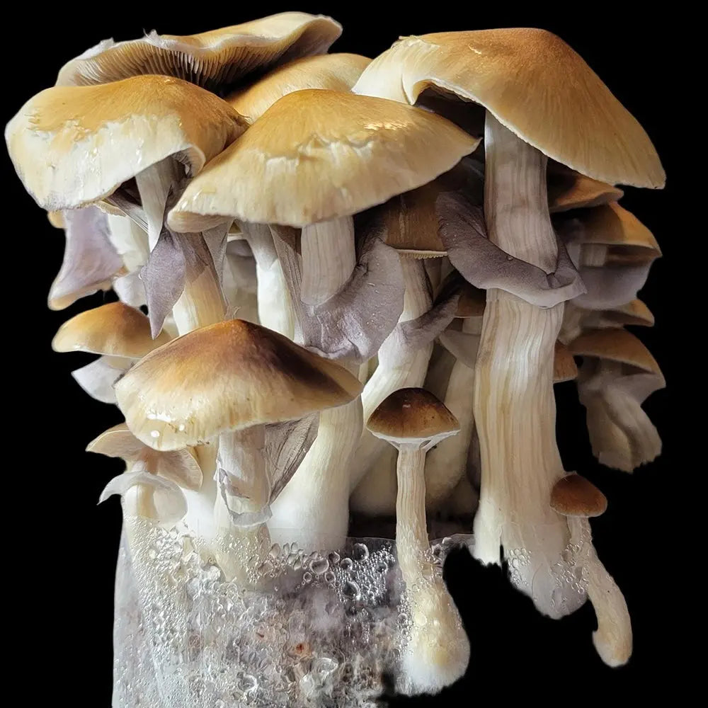Stargazer x Nat Mushroom. Mycotopia
