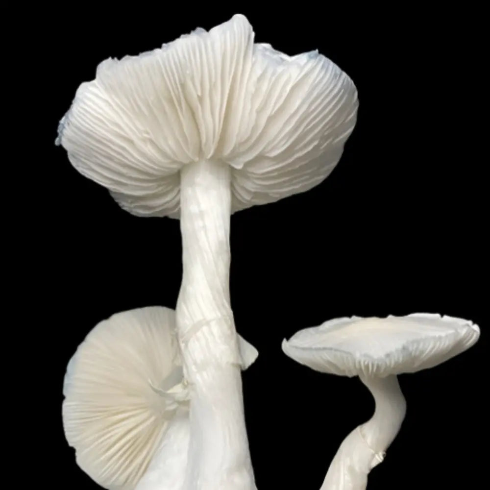 Albino Huautla Mushroom Mycotopia