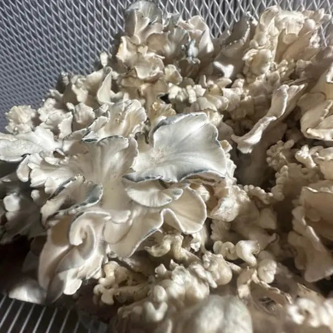 Chocolate Krinkle Brains Mushroom Mycotopia
