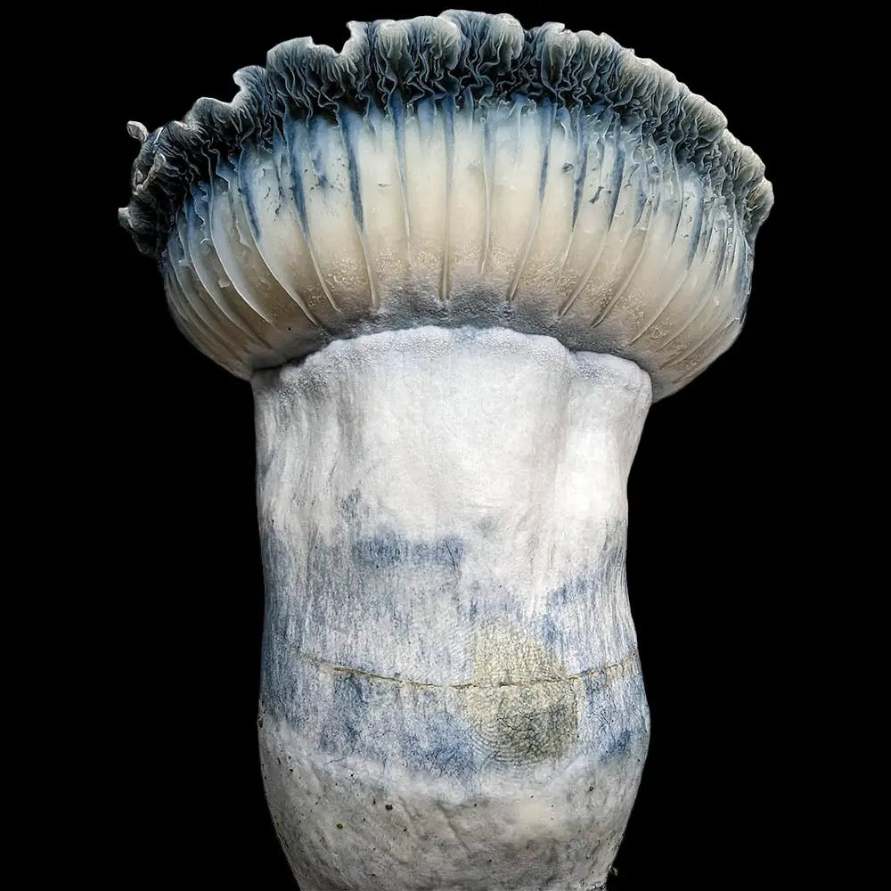 Halo Gates Mushroom. Mycotopia