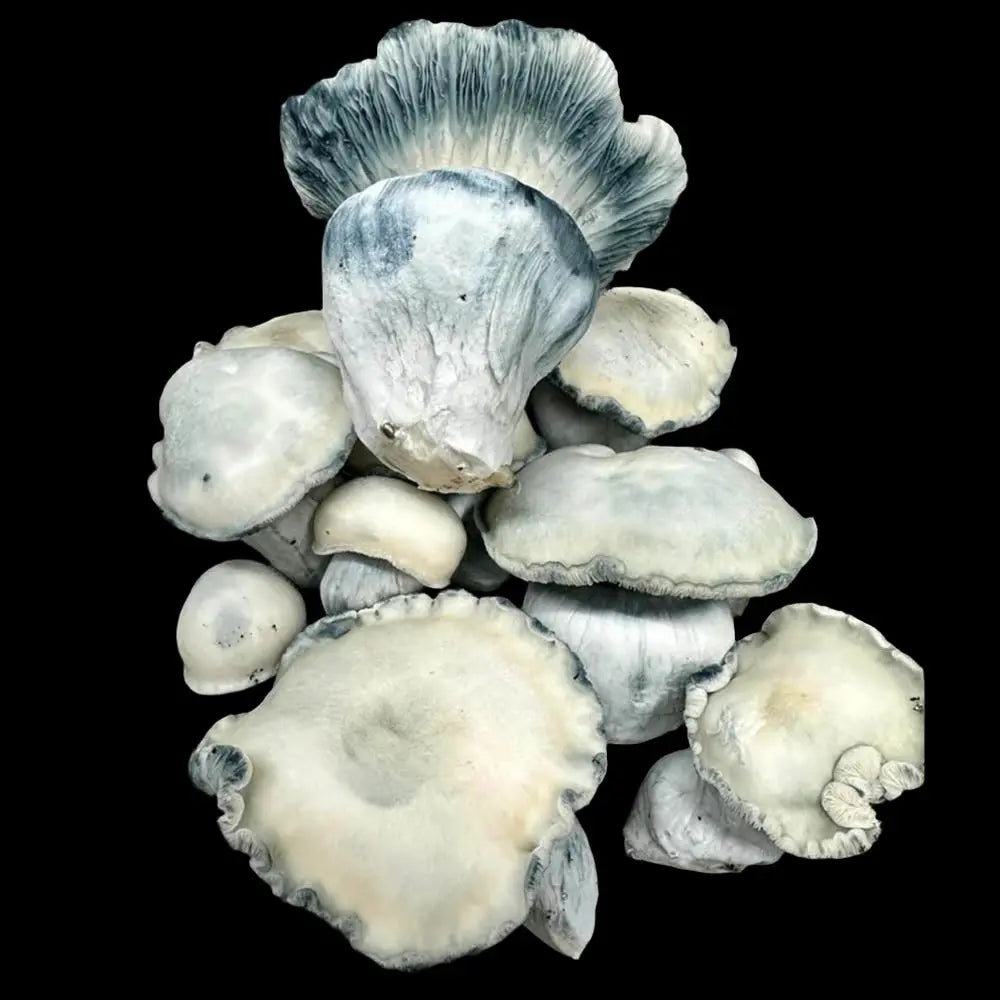 Halo Gates Mushroom. Mycotopia