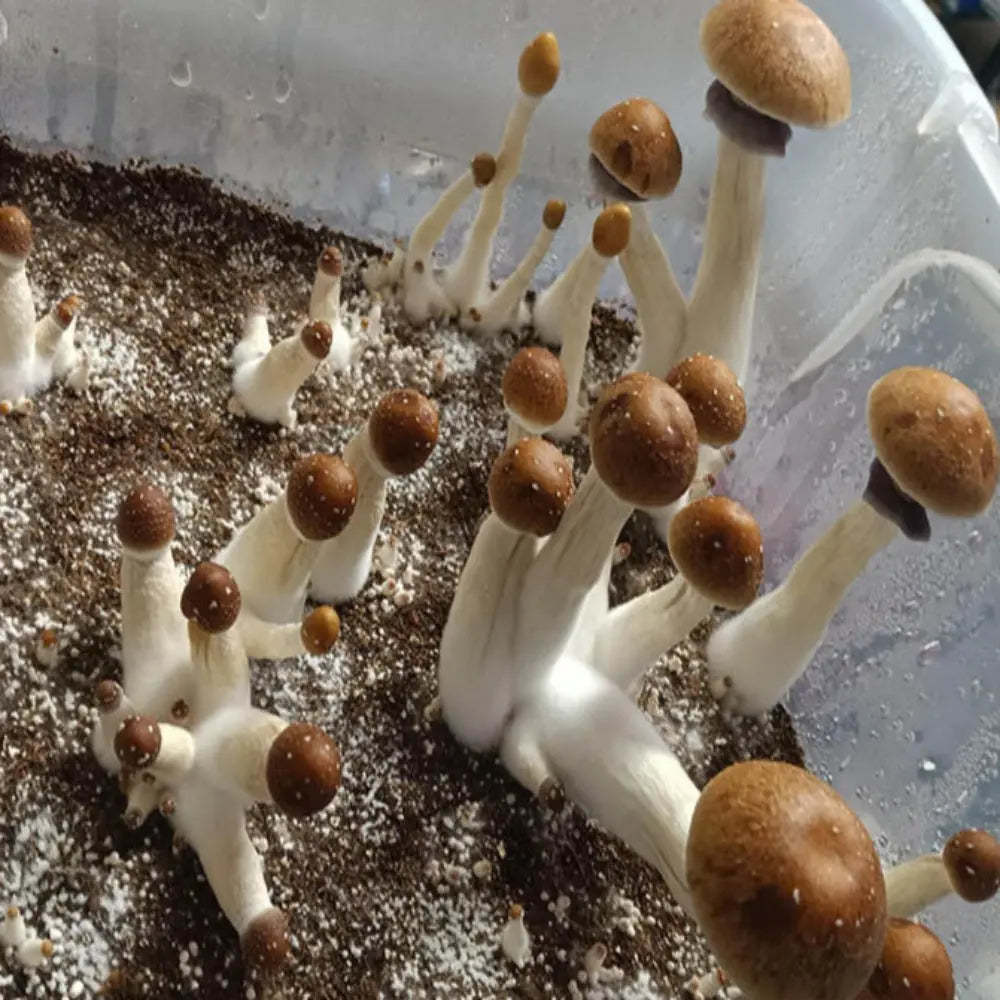 Golden Hawk Mushroom Mycotopia
