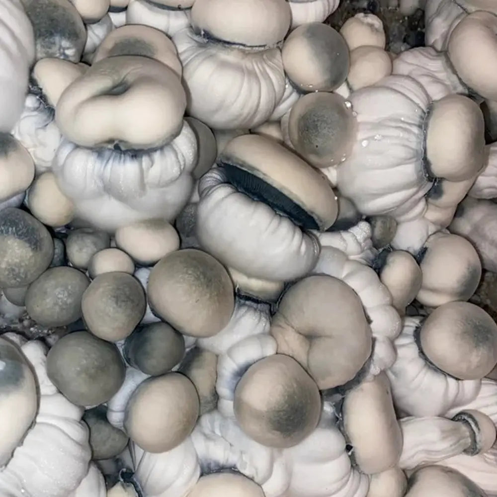 Shakti Blue Brains Mushroom Mycotopia