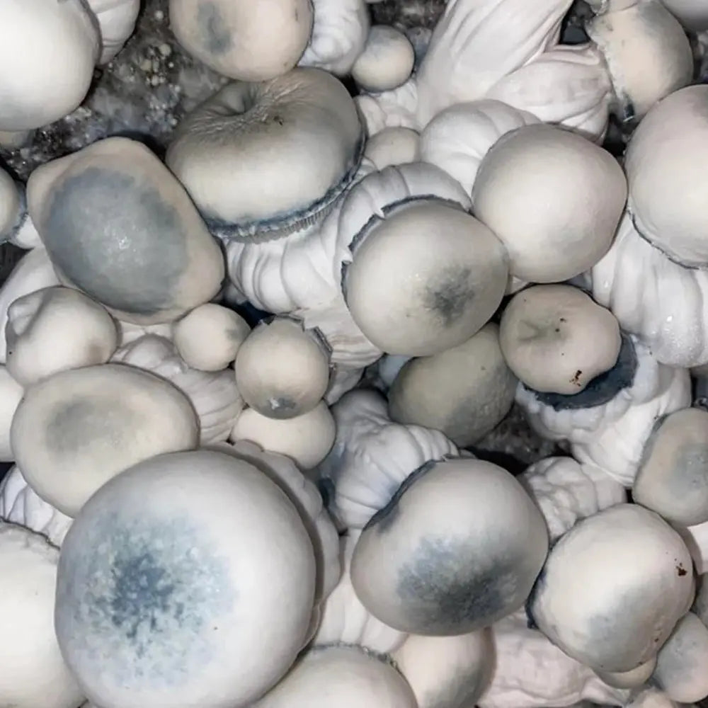 Shakti Blue Brains Mushroom Mycotopia