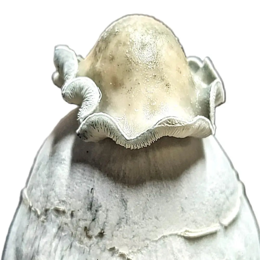 Albino JMF Mushroom. Mycotopia