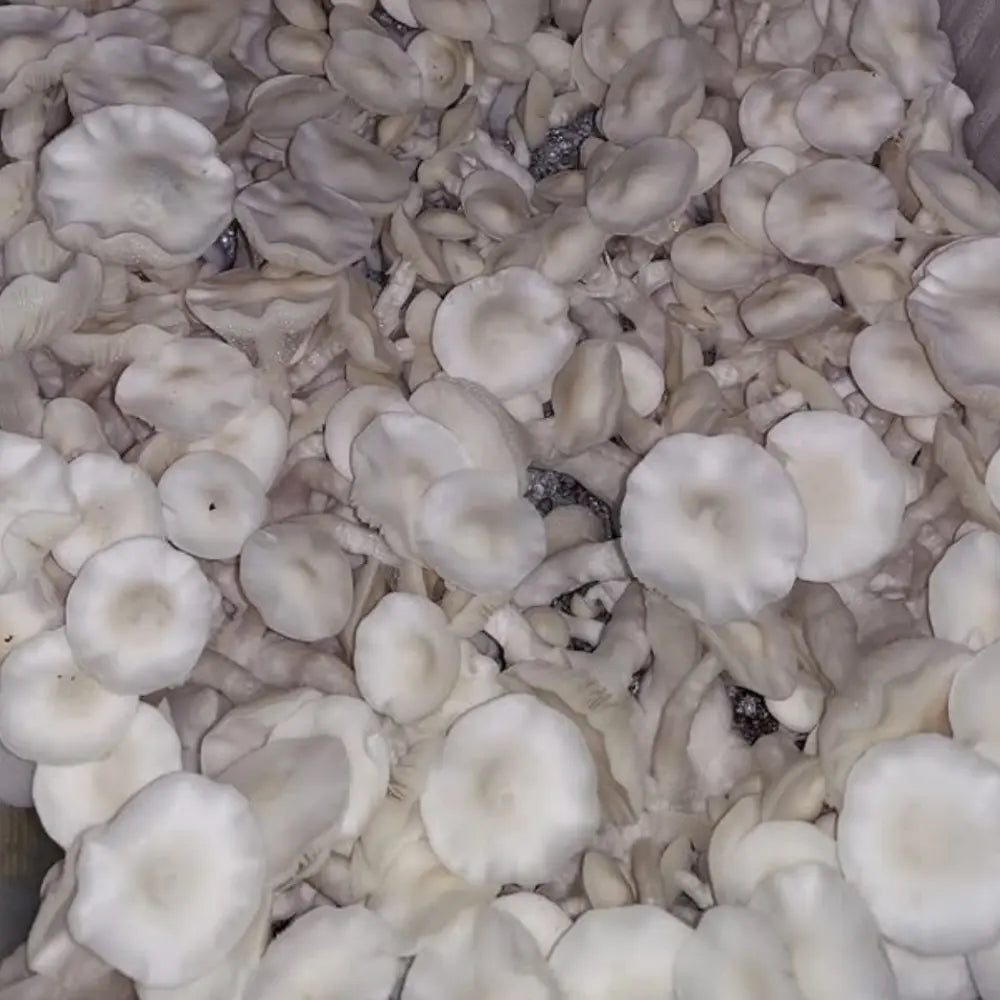 Albino JMF Mushroom. Mycotopia