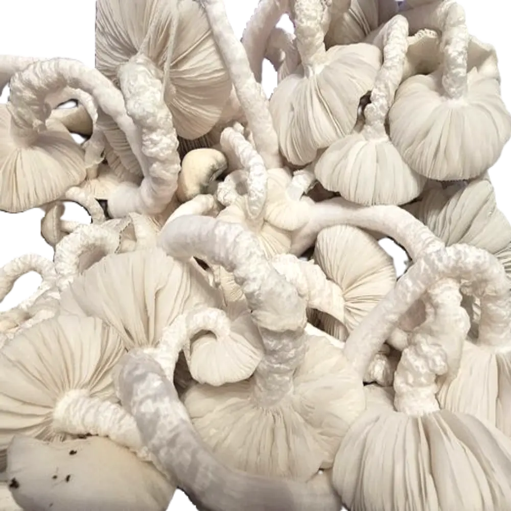 Albino Huautla Mushroom Mycotopia