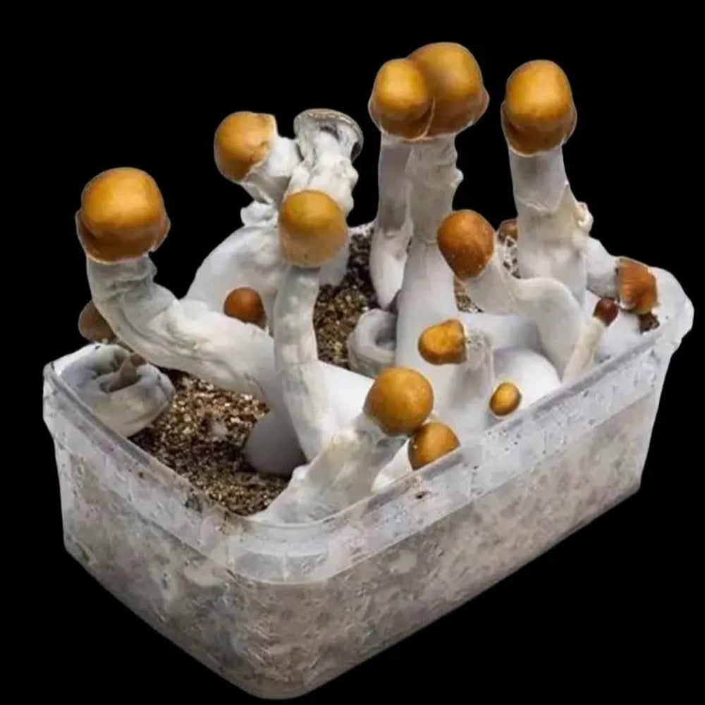 Smurf x B+ Mushroom Mycotopia