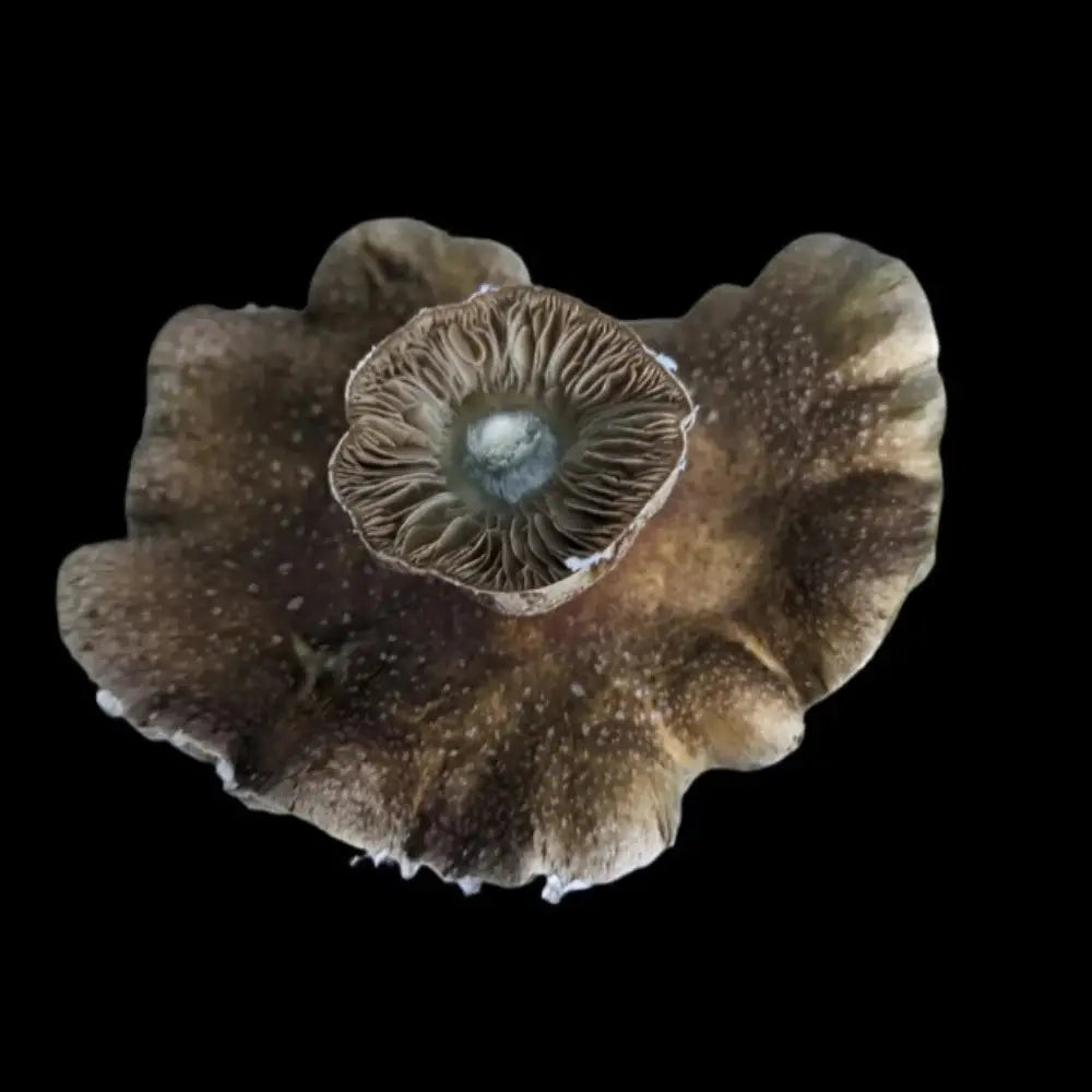 Bluscaria Mushroom Mycotopia