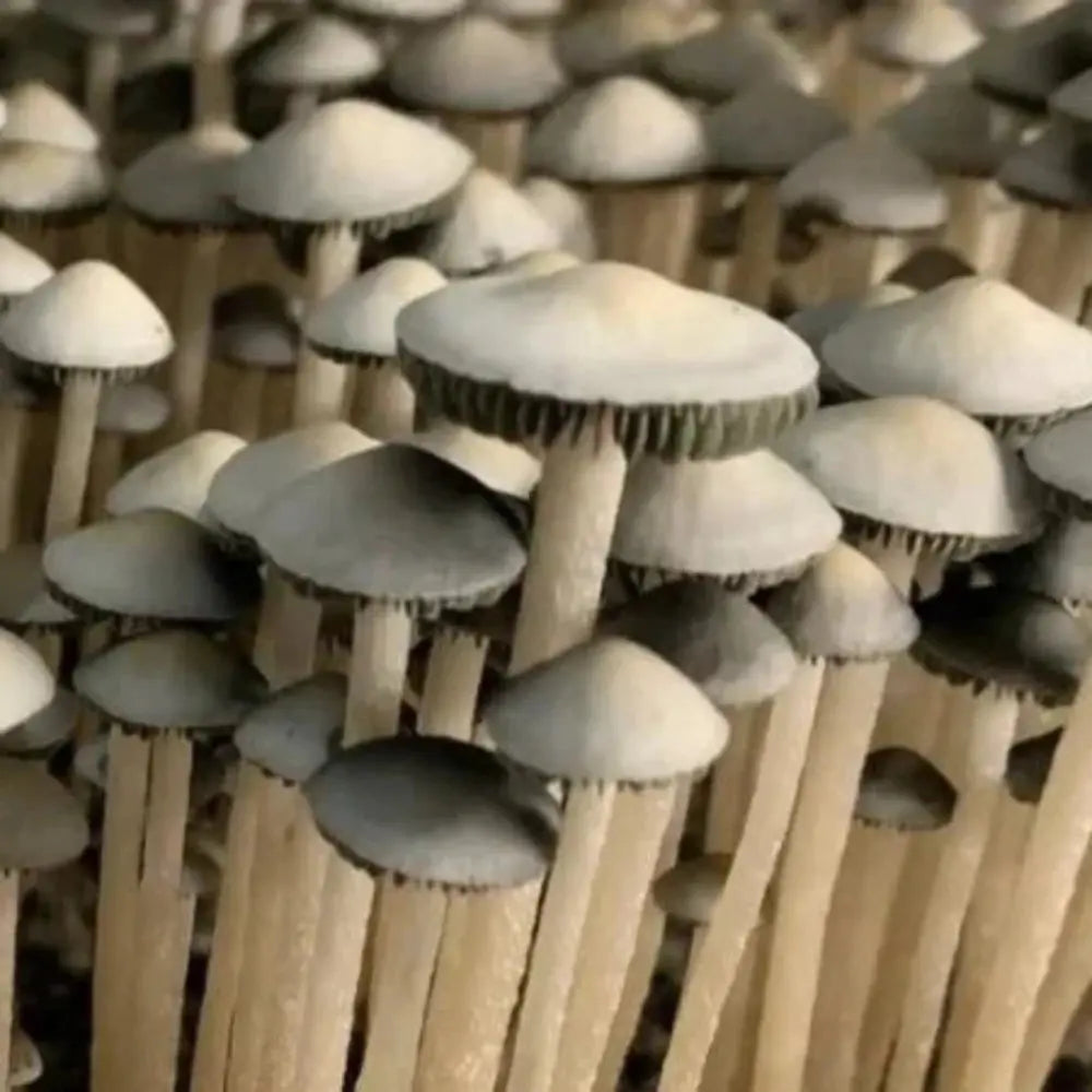 Paneolus Cyanescens Bruneii Mushroom. Mycotopia