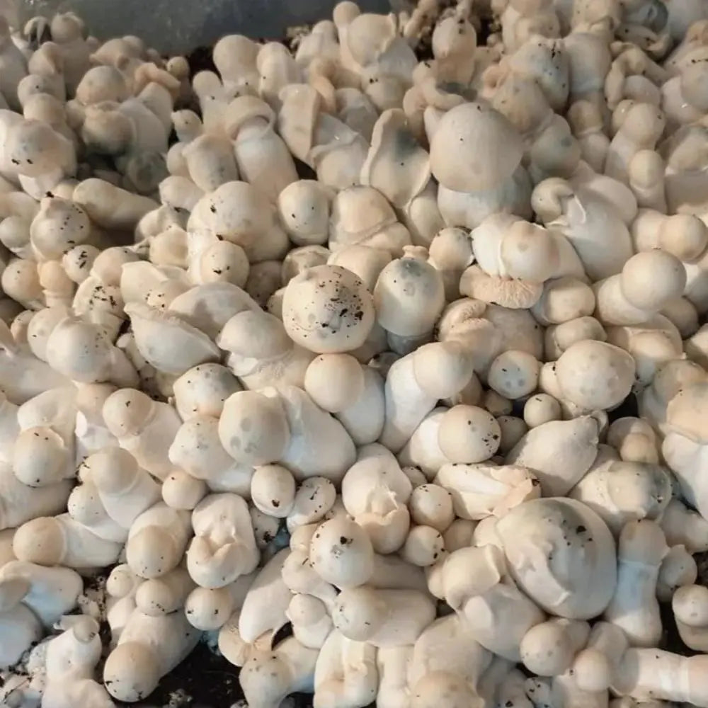 Burmese Smurf Mushroom. Mycotopia