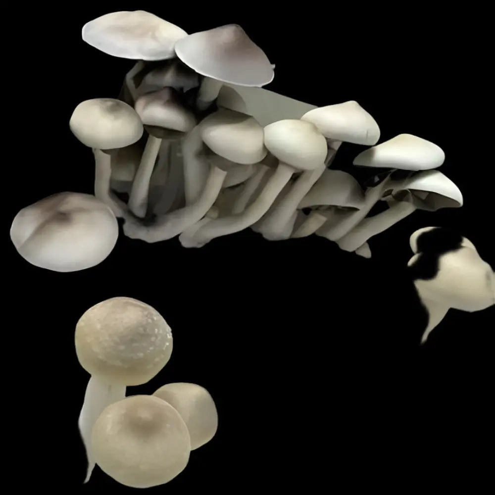 Albino Cambodian Mushroom. Mycotopia