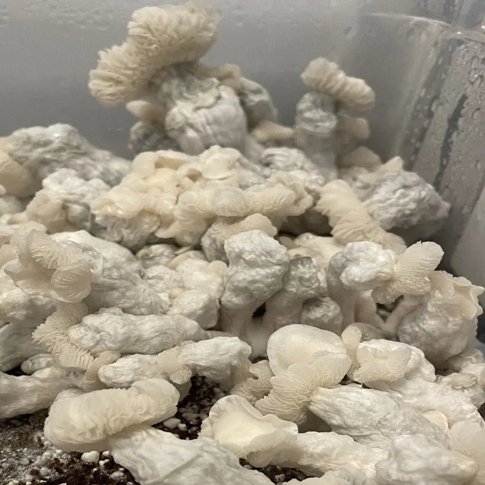 Chocolate Krinkle Mushroom. Mycotopia