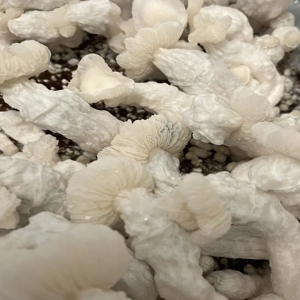 Chocolate Krinkle Mushroom. Mycotopia