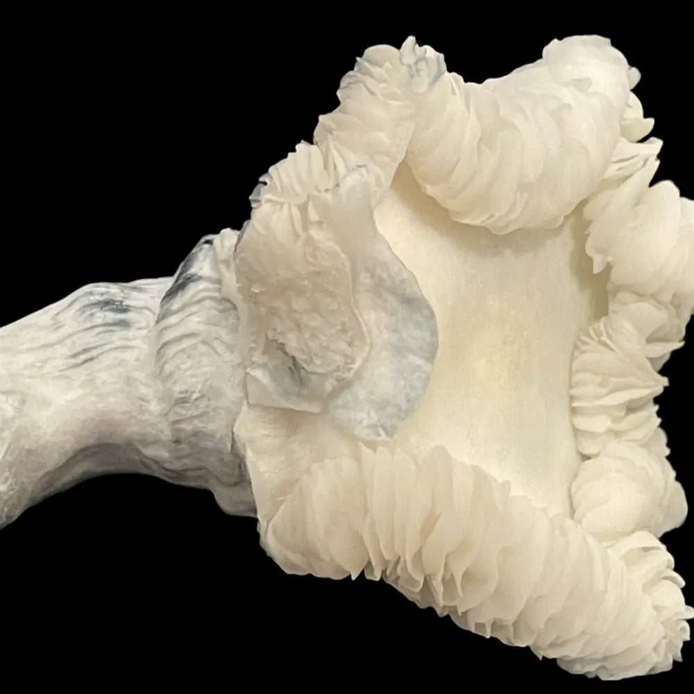 Chocolate Krinkle Mushroom. Mycotopia