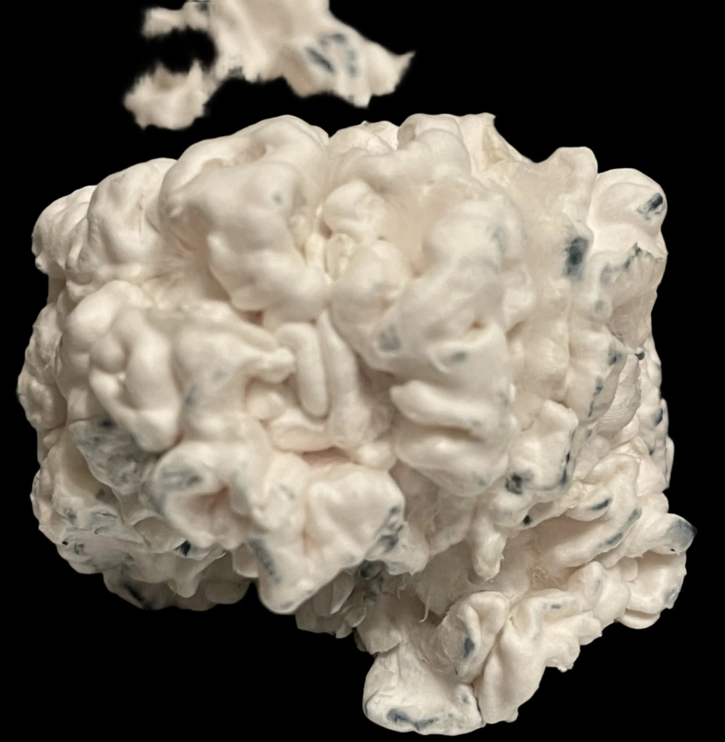 Chocolate Krinkle Brains Mushroom Mycotopia