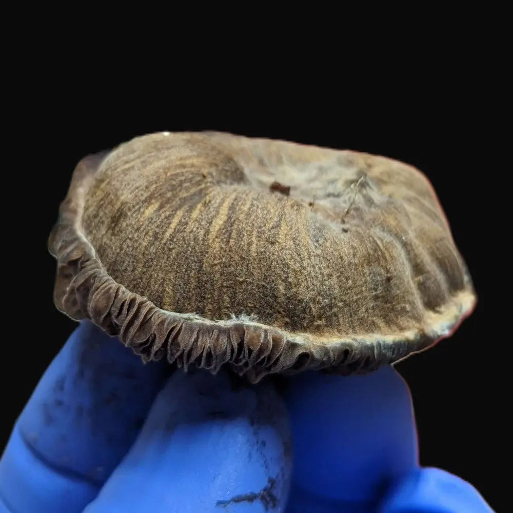 Choco Rojo Mushroom. Mycotopia