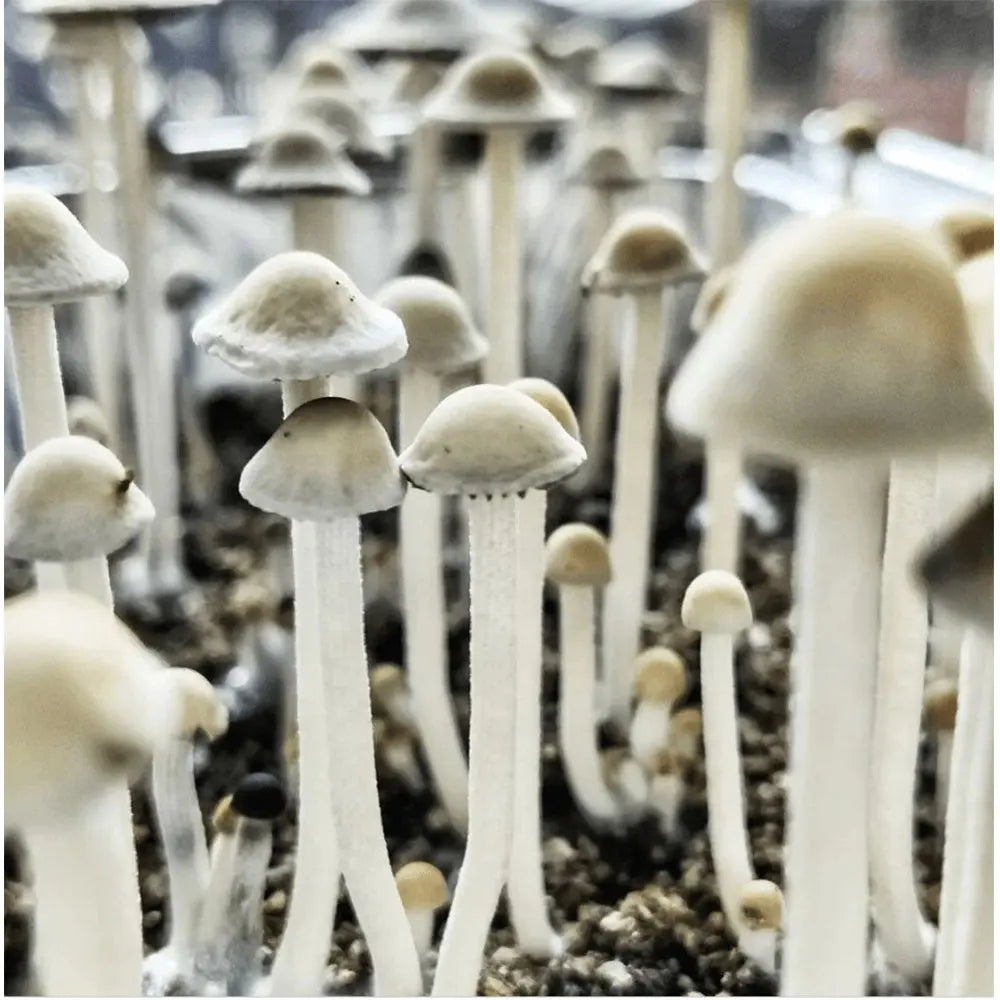 Paneolus Cyanescens Mushroom. Mycotopia