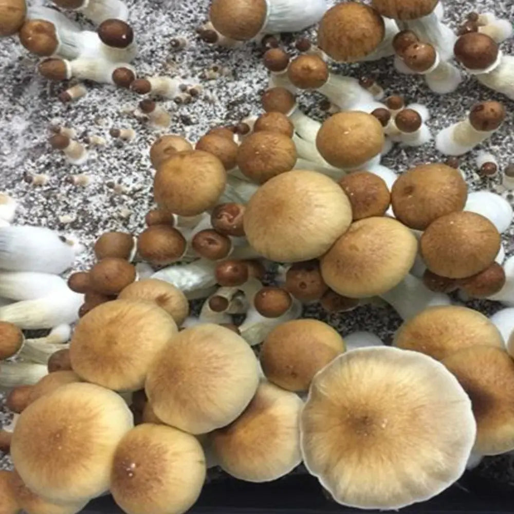Costa Rican Mushroom Mycotopia