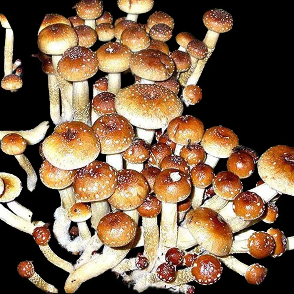 Creeper Mushroom. Mycotopia