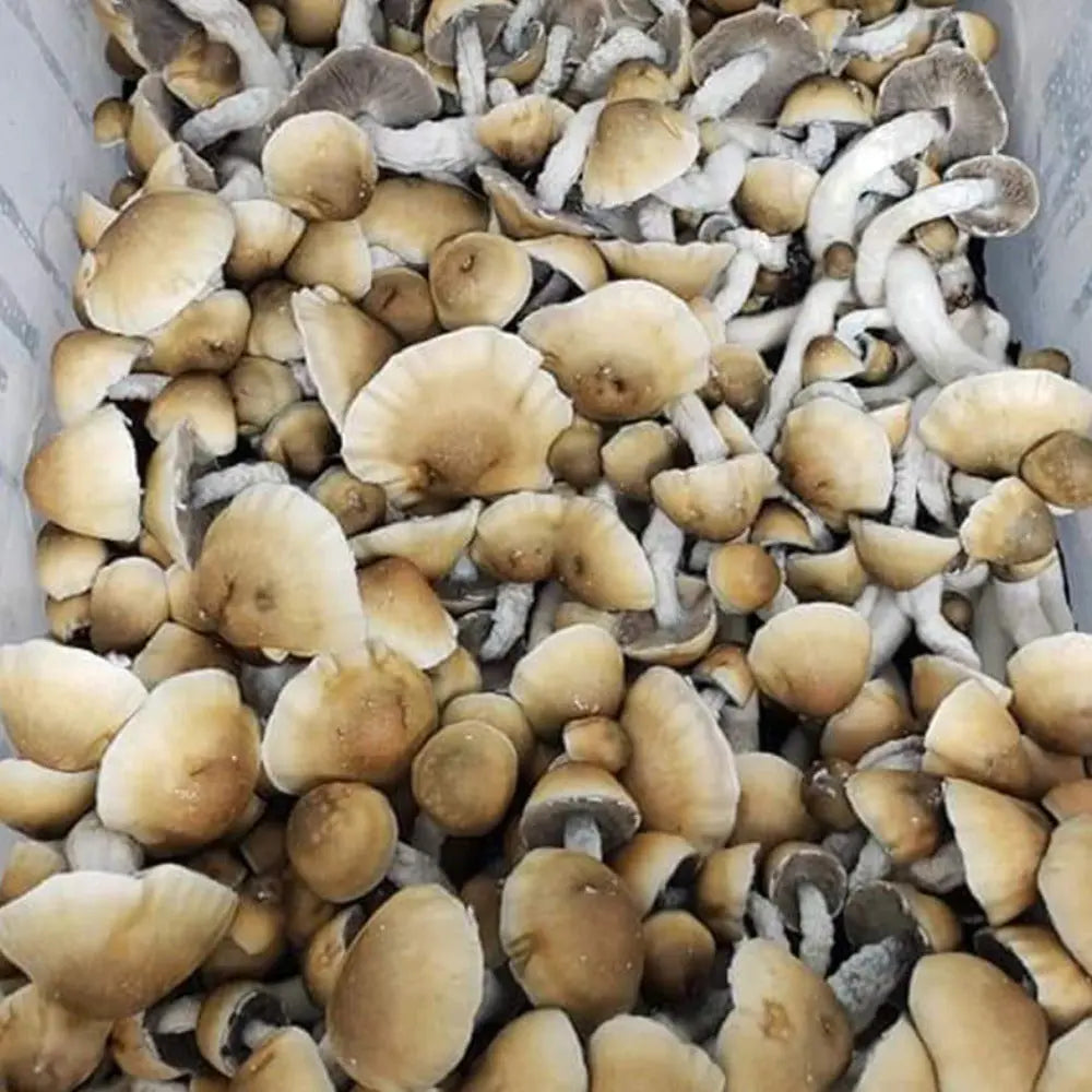 Melmak Revert x APE Mushroom Mycotopia