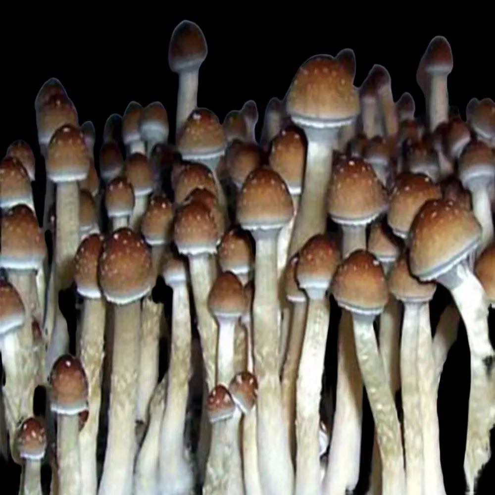 Dancing Tiger Mushroom Mycotopia