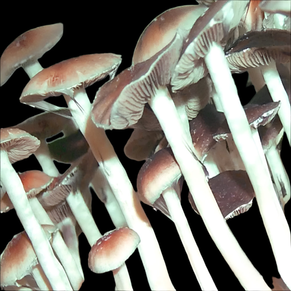 Cambo Mushroom. Mycotopia