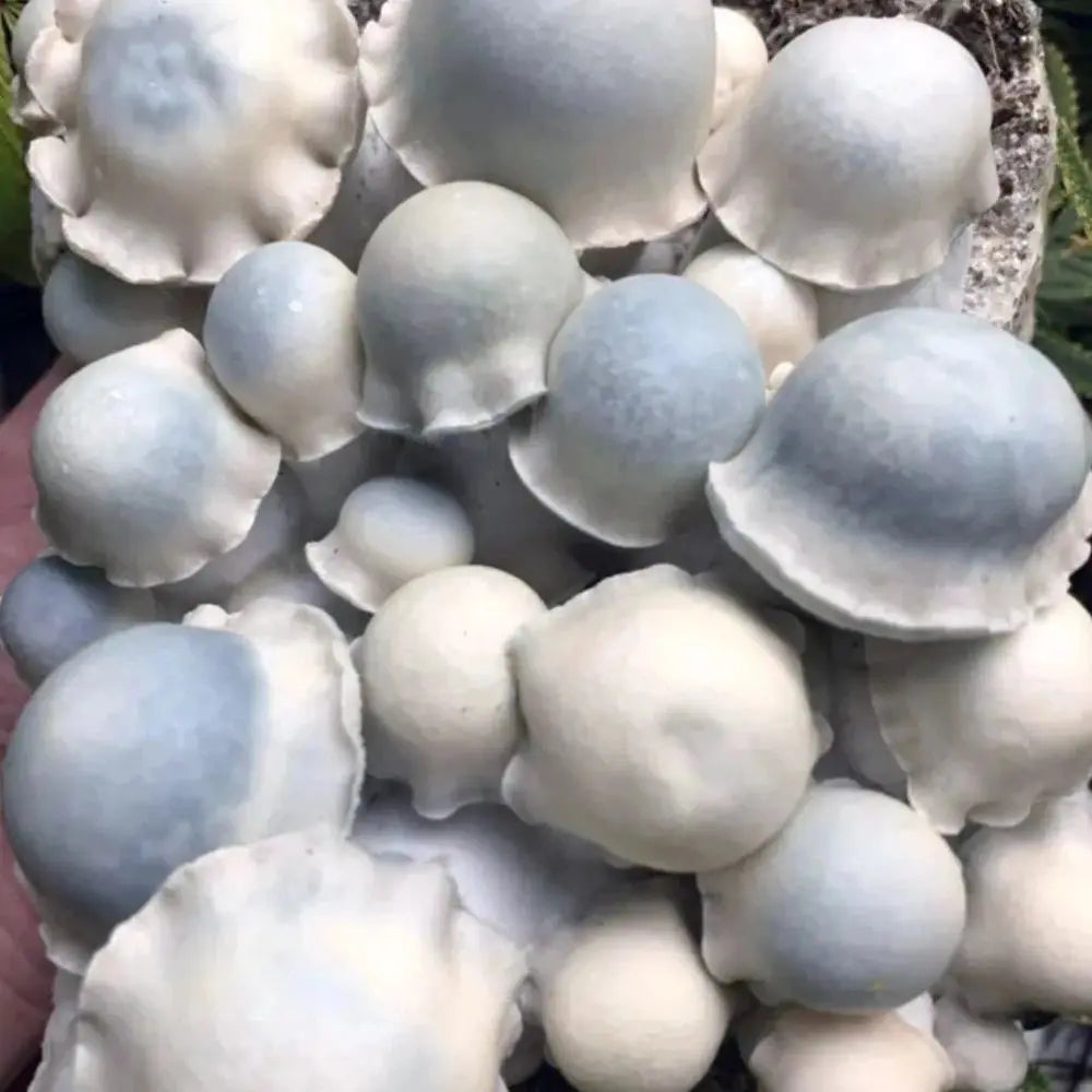 Dirty South Ghost Mushroom Mycotopia