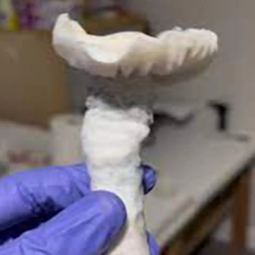 Bifrost Mushroom Mycotopia