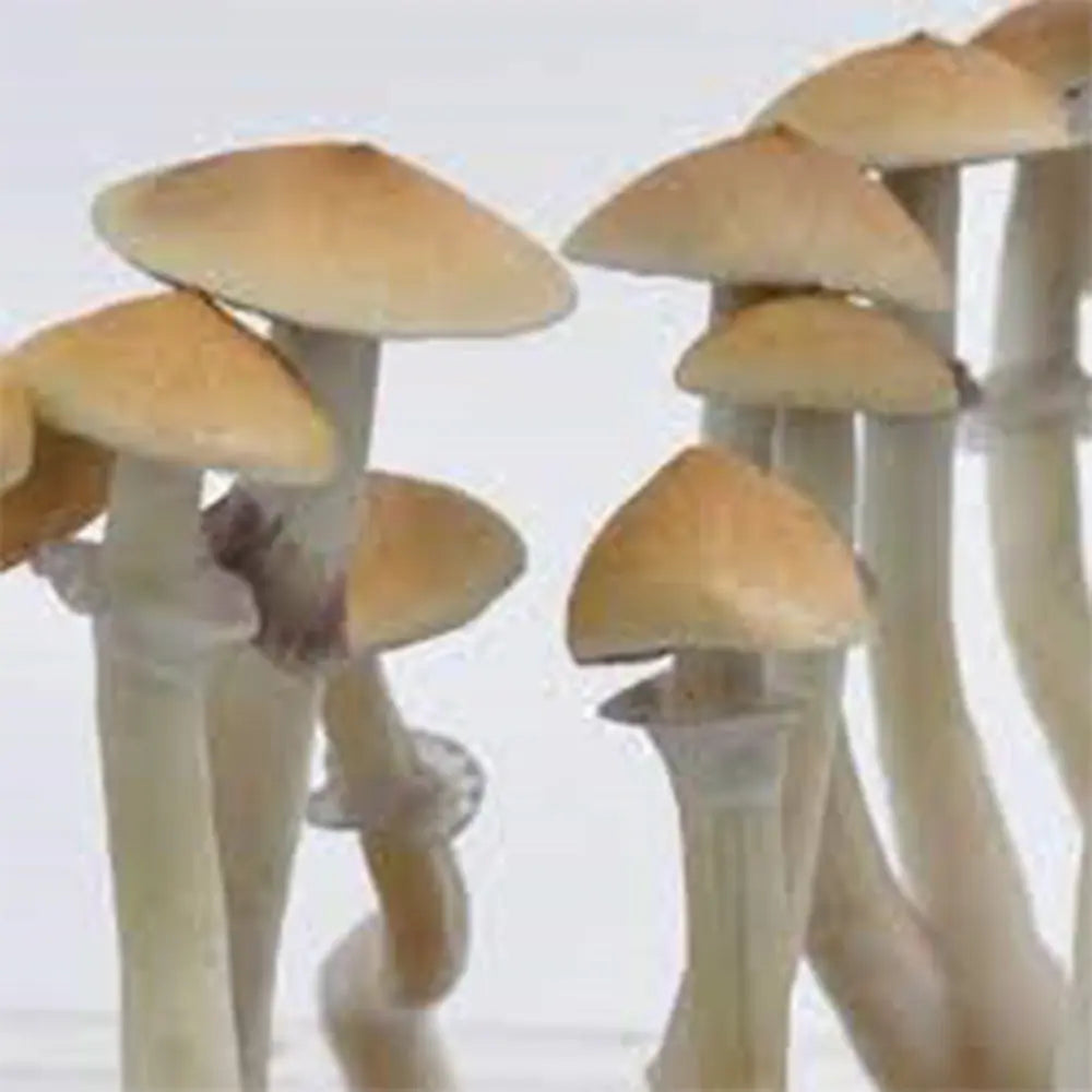 Cambodian Cream Mushroom. Mycotopia