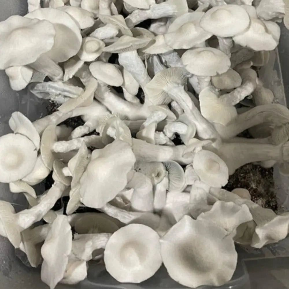APE 338 Mushroom Mycotopia