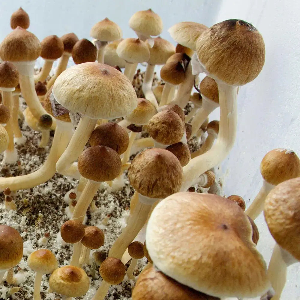 Equador Mushroom Mycotopia