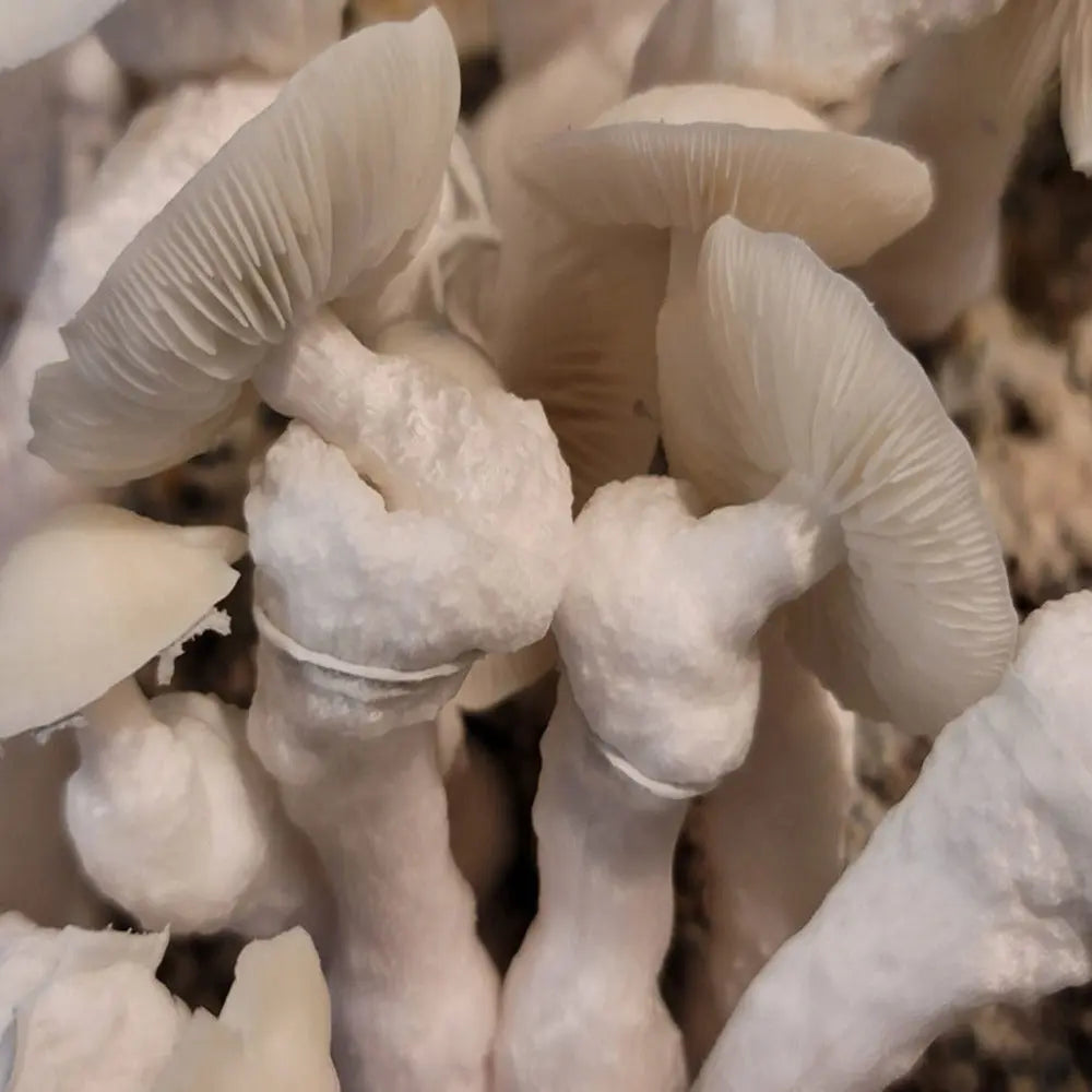 El Blanco Mushroom. Mycotopia