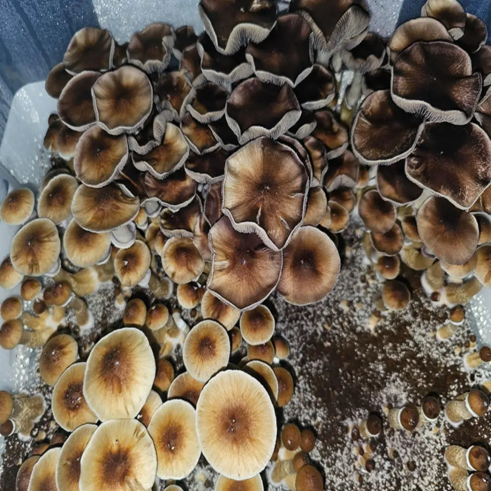 Elephant Gates Mushroom. Mycotopia