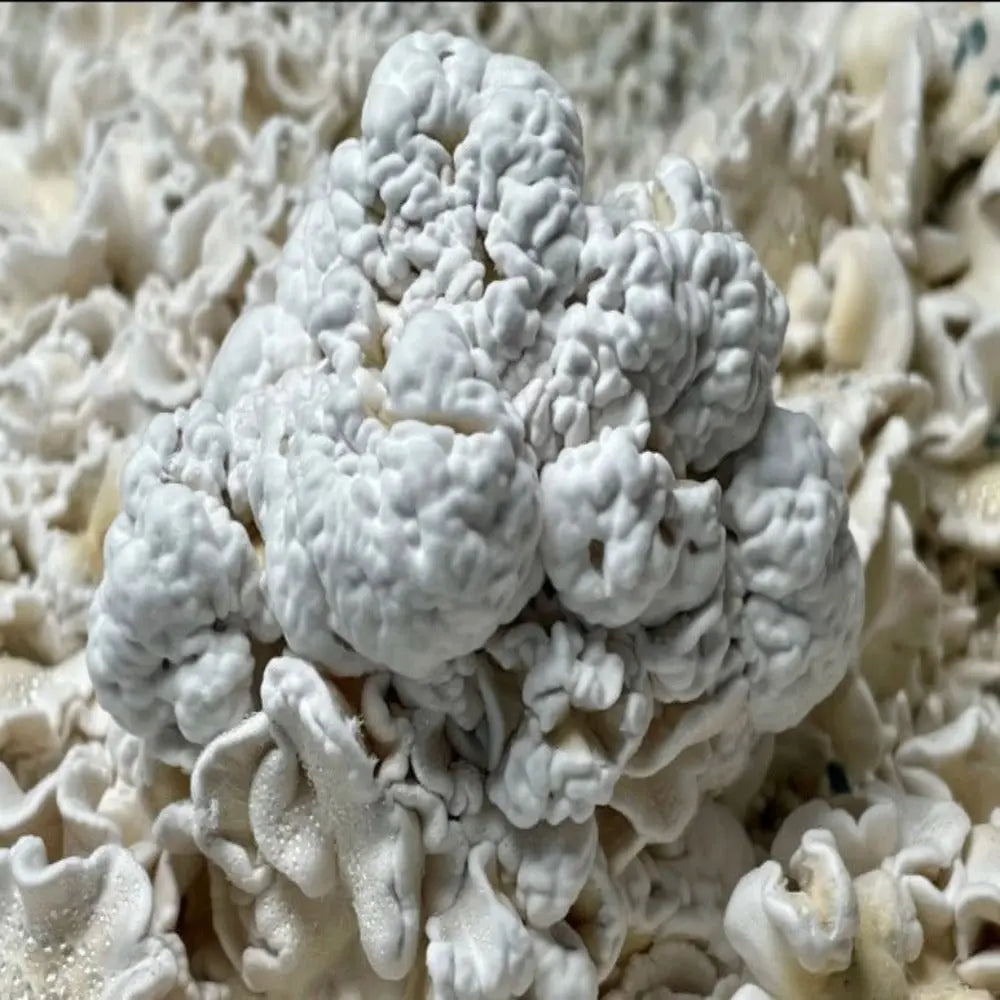 Bee's Omni Mutant Mushroom Mycotopia